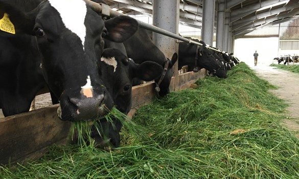 cows eating grass in a barn